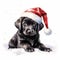 puppy playing with a Santa hat in the snow