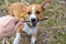 Puppy playing with a stick, close-up. Small dog in the countryside