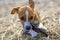 Puppy playing with a stick. Homeless dog. Small dog in the countryside