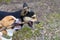 Puppy playing with a stick. Homeless dog. Small dog in the countryside