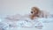 Puppy playing on a towel after bathing on a white background
