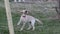 Puppy playing on wooden stick