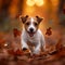 Puppy playtime Jack Russell terrier enjoys a lively autumn run