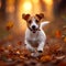 Puppy playtime Jack Russell terrier enjoys a lively autumn run