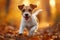 Puppy playtime Jack Russell terrier enjoys a lively autumn run