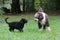 Puppy Playtime with a Tug Toy