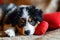 Puppy with plush sof red heart Lover Valentine puppy dog with a red heart