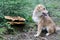 Puppy and polypore in the forest, fauna and flora meeting each o