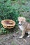 Puppy and polypore in the forest, fauna and flora meeting each o