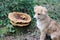 Puppy and polypore in the forest, fauna and flora meeting each o