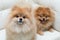 Puppy pomeranian dog cute pets sitting