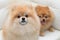 Puppy pomeranian dog cute pets sitting on white sofa