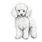 puppy Poodle Dog ai generated