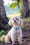 Puppy poodle dog, Cute white poodle dog on green park background, background nature, green, animal, relax pet, puppy poodle dog