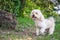 Puppy poodle dog walking on park, Cute white poodle dog on green park background, background nature, green, animal, relax pet,