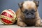 Puppy portrait ball table background