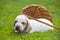 Puppy portrait basket grass background