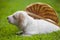 Puppy portrait basket grass background