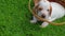 Puppy portrait basket grass background hd footage