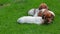 Puppy portrait basket grass background hd footage