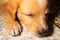 Puppy portrait close-up cute dog dozing on floor