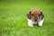 Puppy portrait garden grass background