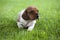 Puppy portrait garden grass background