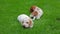 Puppy portrait garden grass background hd footage