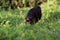 Puppy portrait, labrador retriever