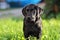 Puppy portrait, labrador retriever