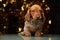 Puppy portrait marble gold bokeh