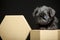 Puppy portrait paper box dark background