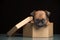 Puppy portrait paper box dark background