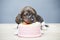 Puppy portrait squishy dessert table