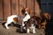 Puppy portrait wooden fence background