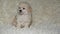 Puppy portrait wool plaid background hd footage