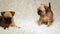 Puppy portrait wool plaid background hd footage