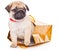 Puppy of pug in bags