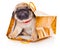 Puppy of pug in bags