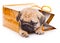 Puppy of pug in bags