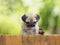 The puppy pug is watching as a large snail carries little snail on the wooden fence