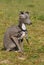 Puppy purebred italian greyhound