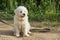 Puppy of the pyrenean mountain dog with a long leash sitting on the ground outdoors
