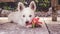 Puppy with a red hibiscus flower: young west highland terrier we