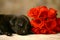 Puppy and Red Roses