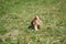 Puppy resting in the grass. Close up photo. Puppy walking away. View from behind