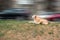 Puppy Resting On Grass Of Roadside In Front Of Blurred City Traffic. Room For Text