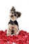 Puppy in rose petals