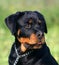 Puppy rottweiler