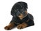 Puppy rottweiler